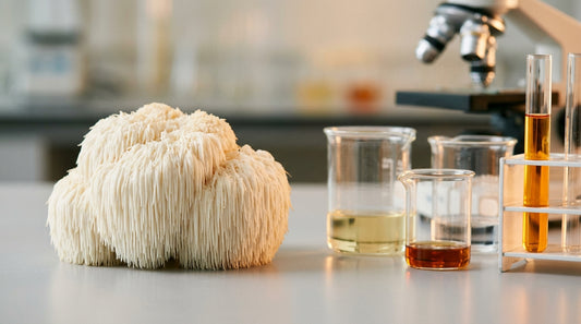 Lions Mane For Brain Fog Relief What Research Shows