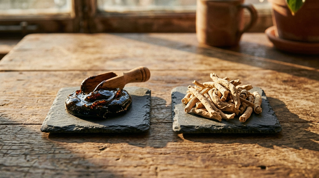 Shilajit Vs Ashwagandha Which Is Better For Beginners
