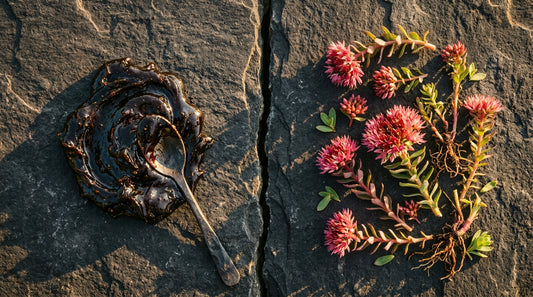 Shilajit Vs Rhodiola Rosea Which Is Better For Women