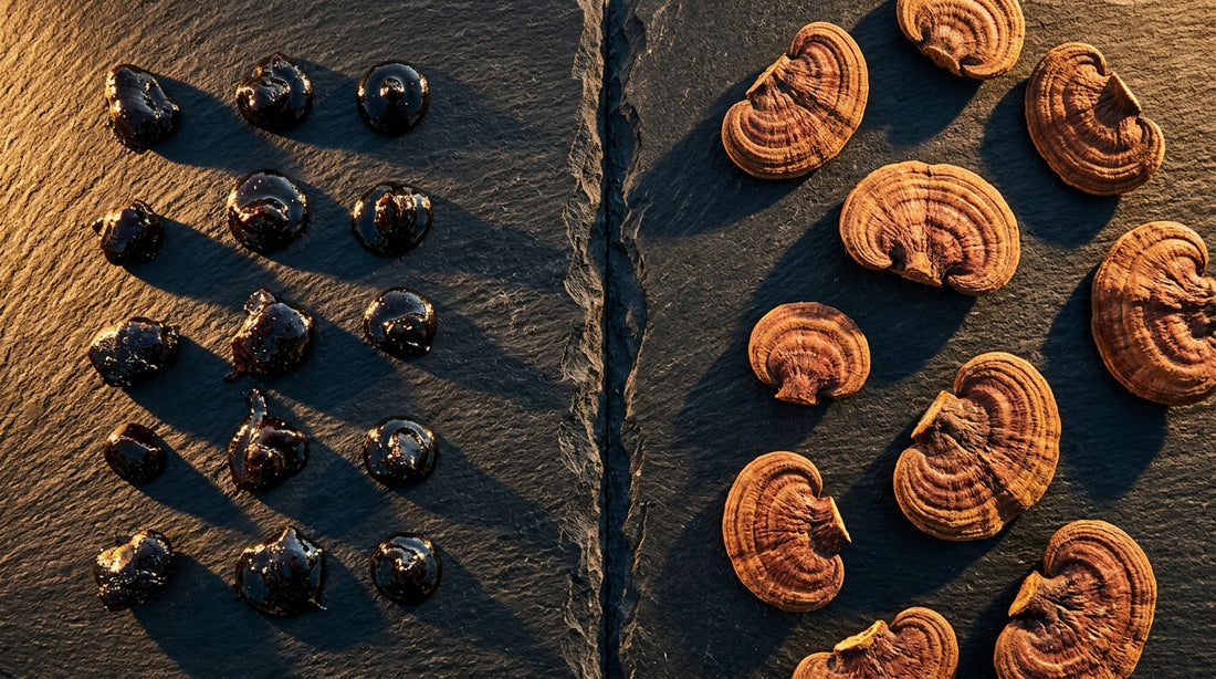 Shilajit Vs Reishi Mushroom Which Is Better For Students